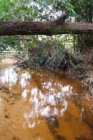 This clear stream in the Batang Kayan river basin, western Sarawak is a natural habitat of R. sarawakensis.