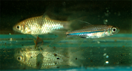 Freshly-collected wild specimen of R. sarawakensis from the Batang Kayan system.