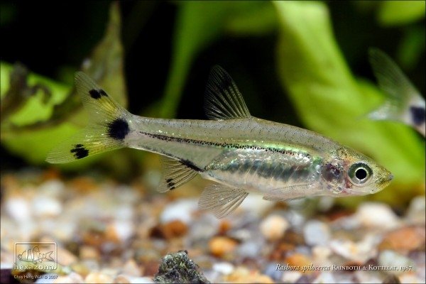 Adult male specimen.