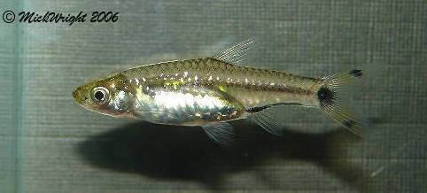 Adult female specimen.