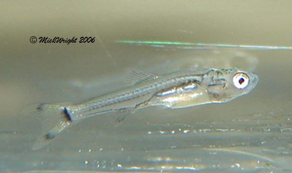 17-day old fry.