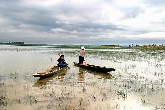 Kud Ting wetland in Nong Khai province, Thailand is a natural habitat of this species.