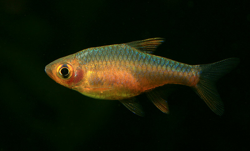 Female of the same form of R. vaterifloris.
