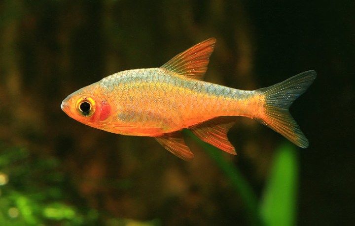 Male of a very colourful form of Rasboroides vaterifloris.