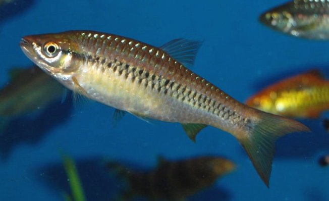 This fish, also sold as R. wilpita, also seems conspecific with others pictured here.