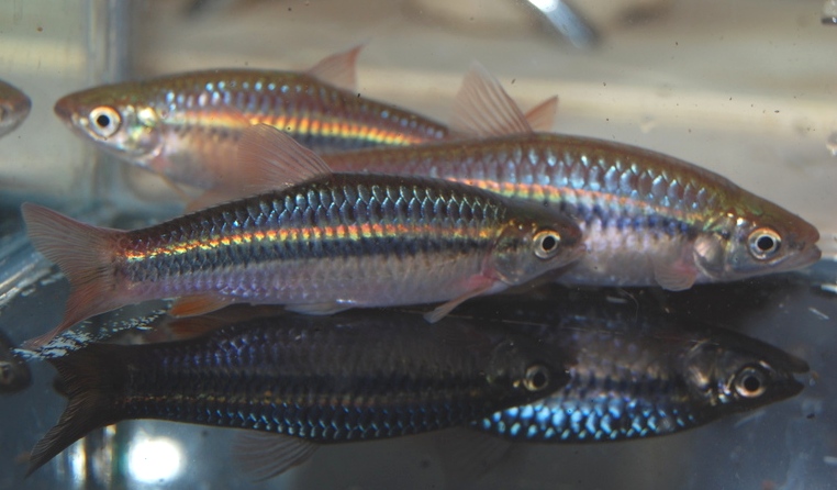 R cf. dandia