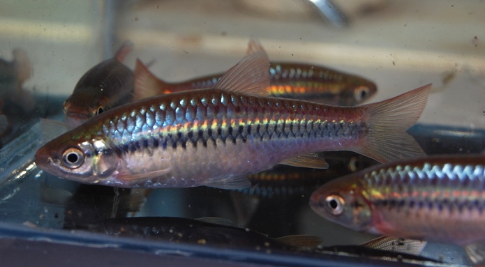 This appears to be the same species given it has no prominent symphysial knob (see 'notes').