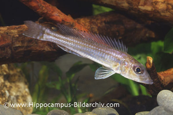 Reganochromis calliurus