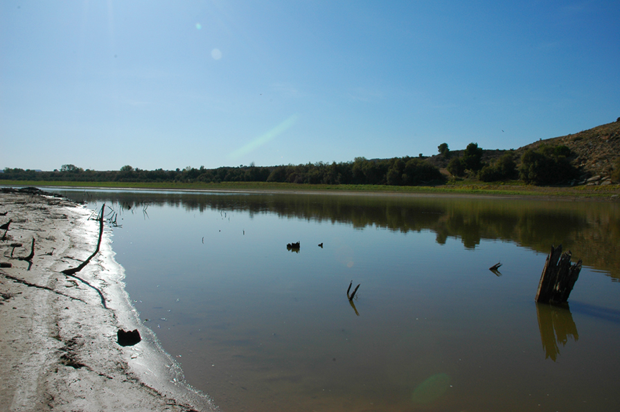 Habitat in the lower Río Ebro.
