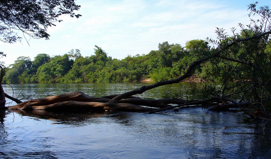 Typical rio Tocantins habitat.