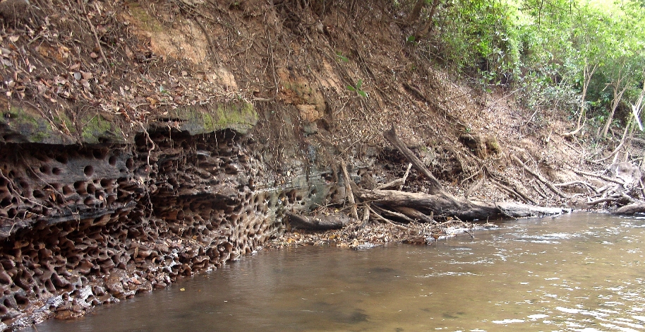 Holes in the bank of the rio Tocantins used by breeding loricariids during the flood season.