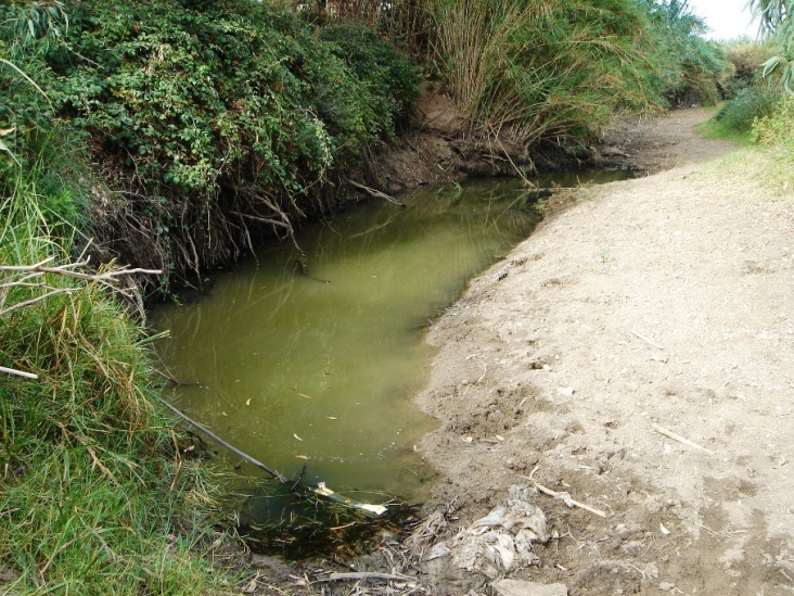 The Rio de la Vega in Tarifa, Andalucía, Spain is a typical habitat of the species. Almost dry in summer...