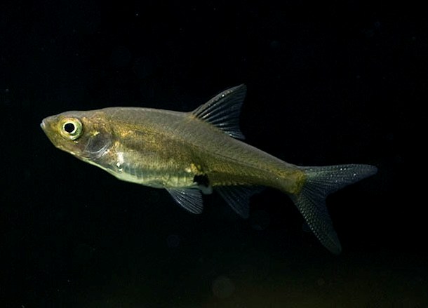 Adult female from the Swedish aquarium trade.