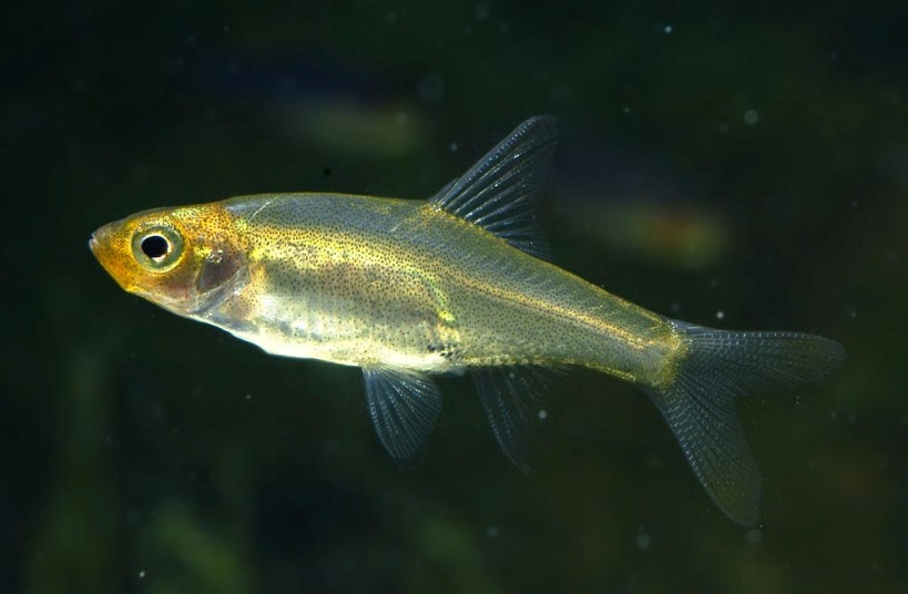 Subadult male.