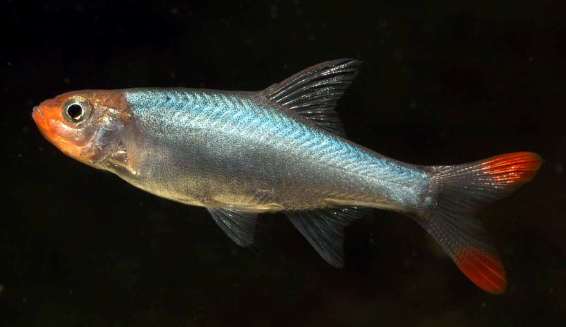 Adult male.