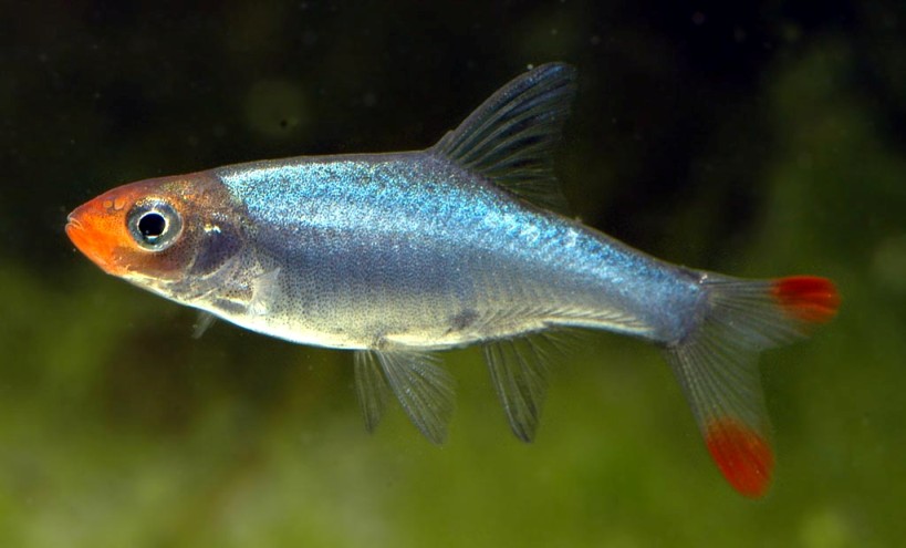 Adult male from the Swedish aquarium trade.