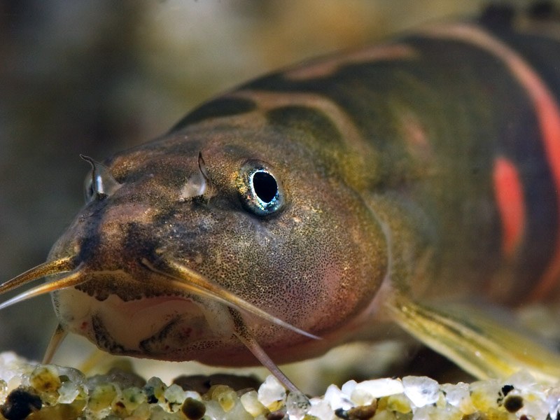 Head detail of S. sp. cf. balteata; 'pink' form.
