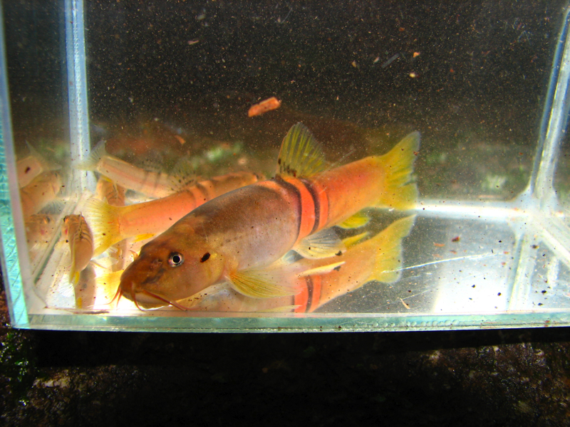 Specimens from the same habitat. Note the adult male with enlarged mouthparts.