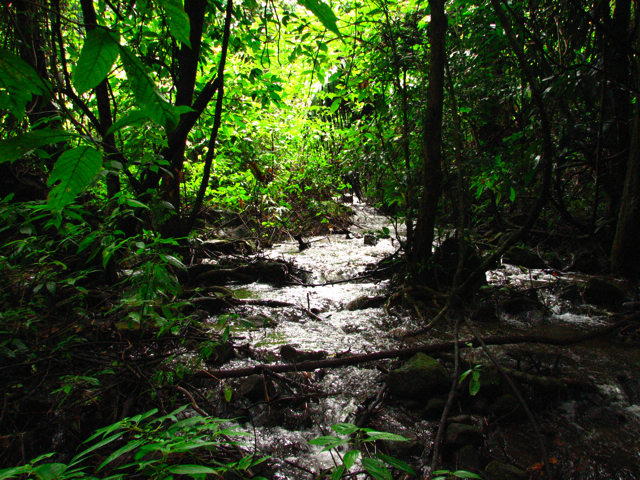 Habitat in Kanchanaburi province, western Thailand.
