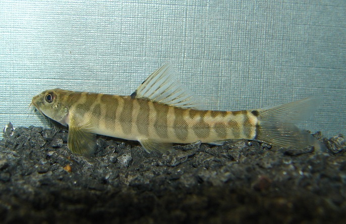 ...and the dark bar at the caudal-fin origin is split into two spots.