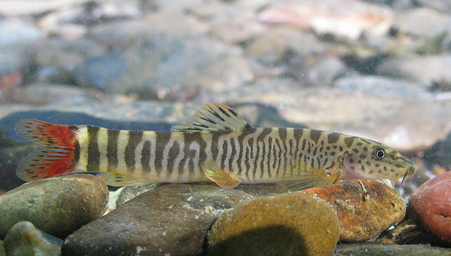 S. vinciguerrae from the Kasa (known as Ataran once it passes into Myanmar) River basin, western Thailand.