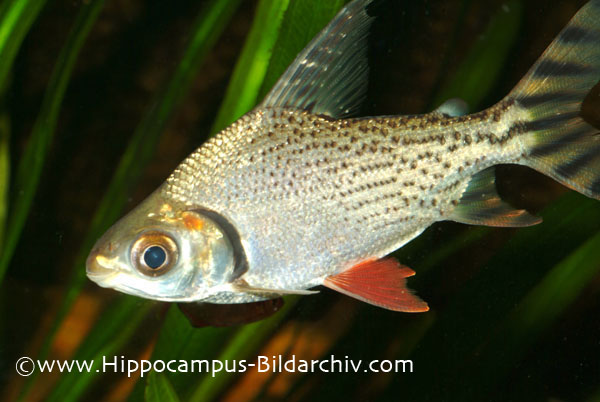 Semaprochilodus taeniurus juvenile