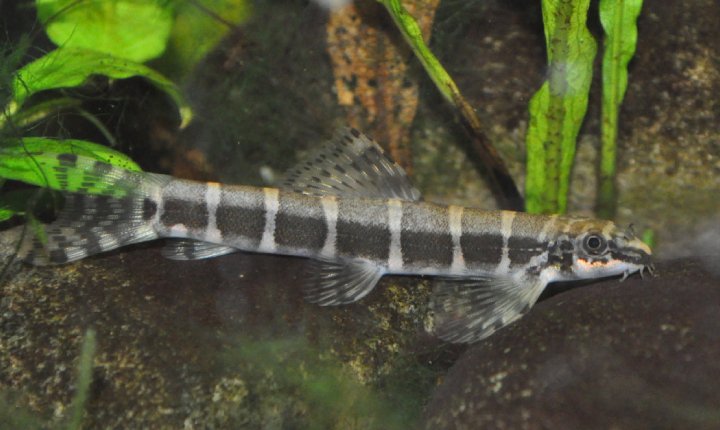 It appreciates a mature aquarium with aquatic plants and algae-covered rocks.