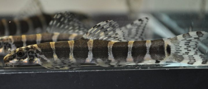 Serpenticobitis is the only genus in the family Balitoridae known to possess an erectable suborbital spine.