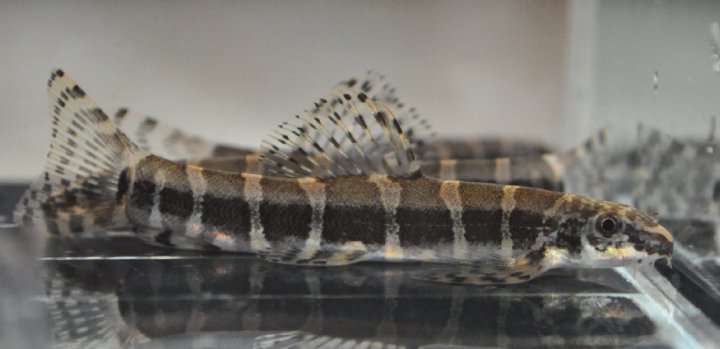 Some individuals have 8 dark bands on the body...