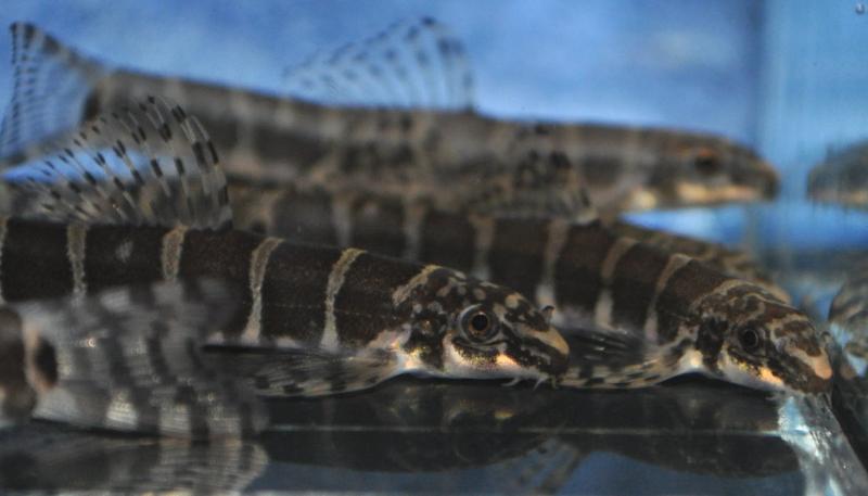 In the aquarium this species seems to fare best, and exhibits more interesting behaviour, when maintained in a group.