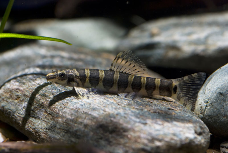 This species has 7-8 dark bars on each flank which are much wider than the pale interspaces between.