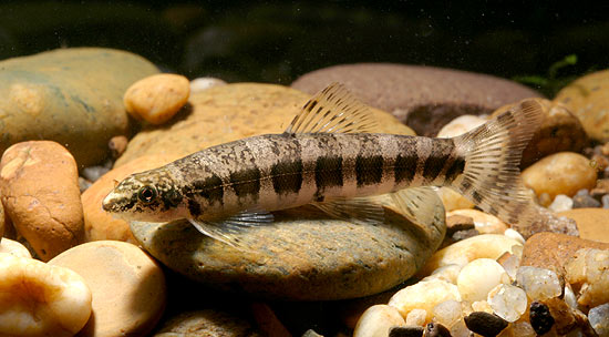 This species has 7-8 dark bars on each flank which are equal in width, or slightly wider than, the pale interspaces between.