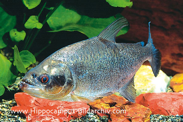 Serrasalmus elongatus "black mask" adult