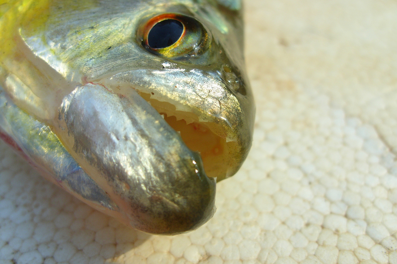 Detail of mouthparts.