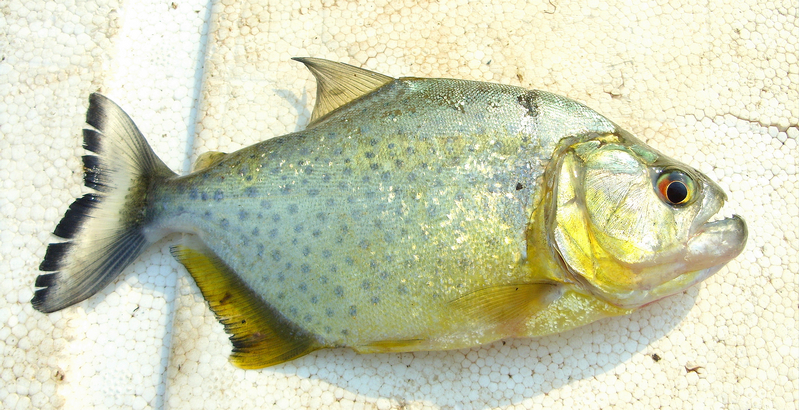 Adult specimen freshly-collected from the rio Tocantins, Brazil.