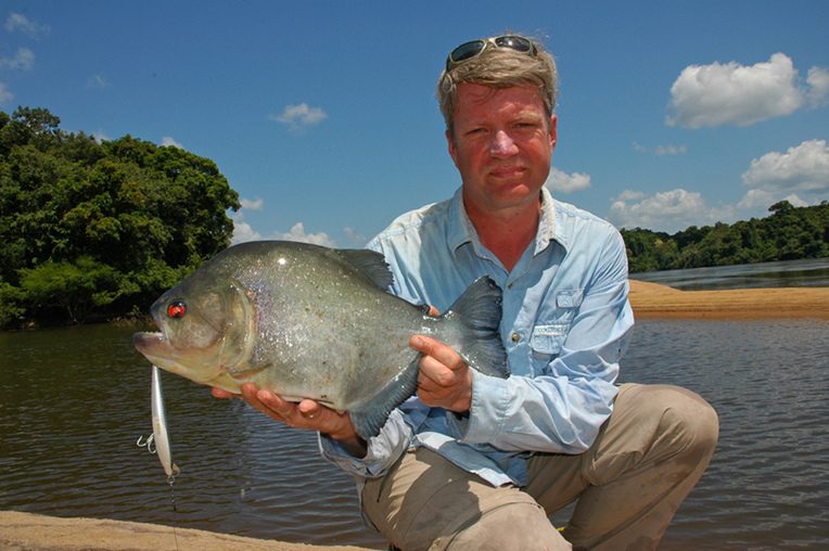 Adult specimen from the Courantyne/Corantijn river system at the border between Suriname and Guyana.