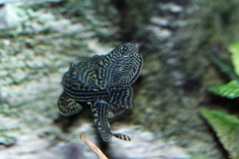 The male wraps his caudal-fin around the body of the female.
