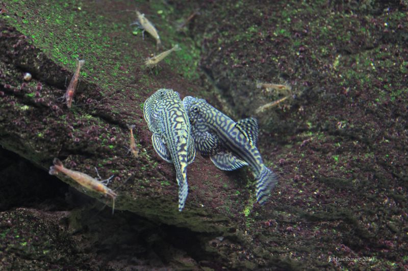 ...and involves nibbling of the paired fins...