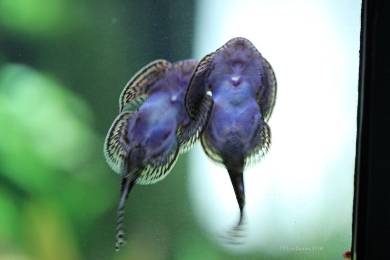 ...followed by an attempt to interlock the pectoral fins...