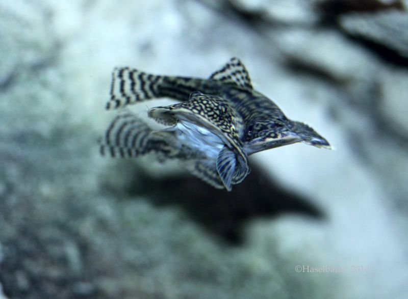 The interlocked pectoral fins can again be seen here.