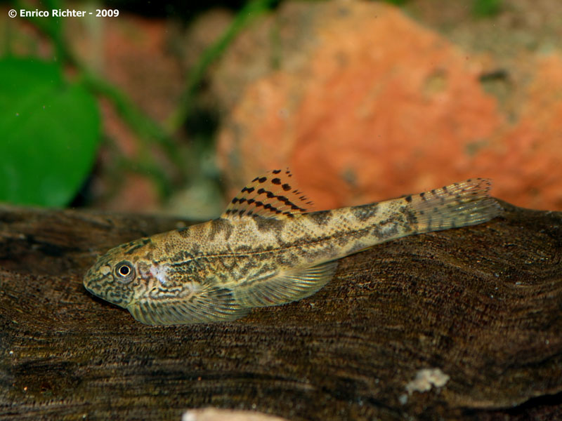 This potentially undescribed species was initially imported as S. breviventralis...