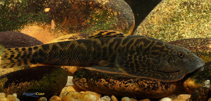 Adult specimens have deep orange/yellow borders to the paired fins. Also note the prominent tubercules on the snout.