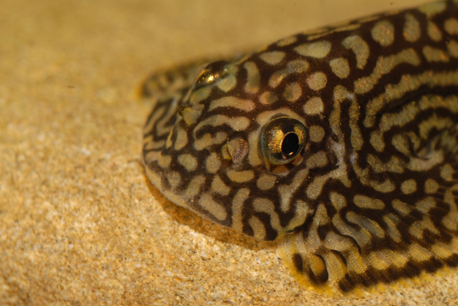 Head detail of male with pectoral-fin 'fences' visible.