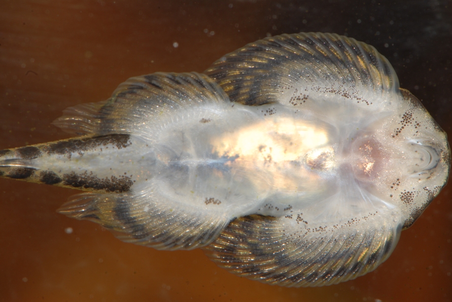 Ventral view close-up.