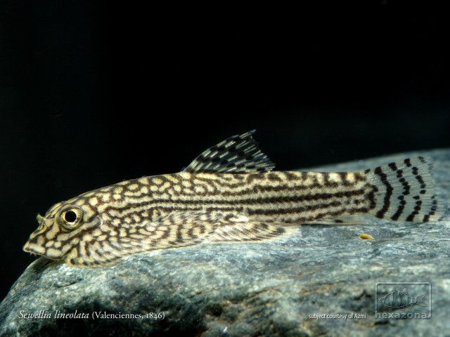 Young adult specimen.