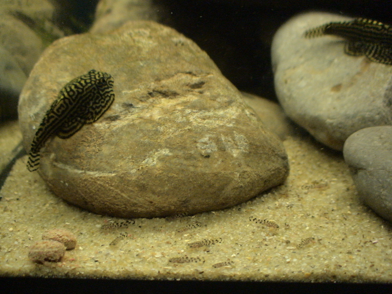 The fry can be grown on alongside the adults in most circumstances.
