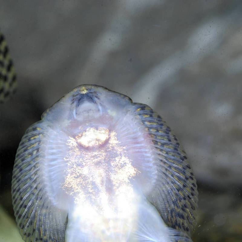 Ventral detail of head and anterior portion of body.