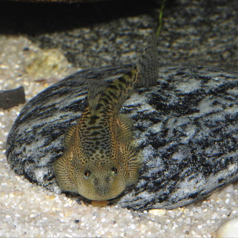 To date this species has only been imported as a contaminant among shipments of S. sp. 'SEW02' and S. sp. 'SEW03'.