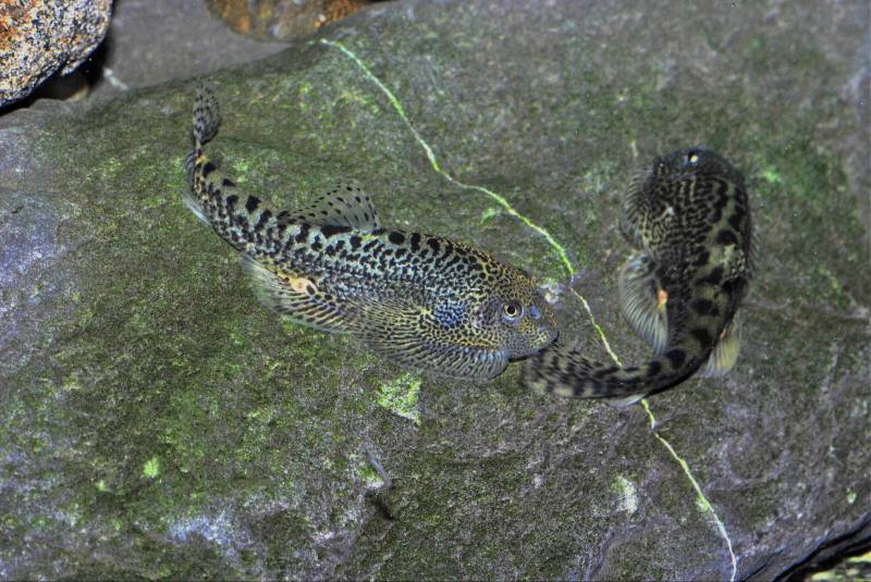 Two specimens exhibiting territorial behaviour.