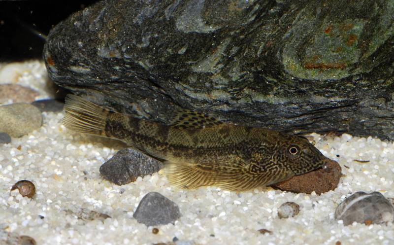 ...and later identified as S. elongata which also proved incorrect.
